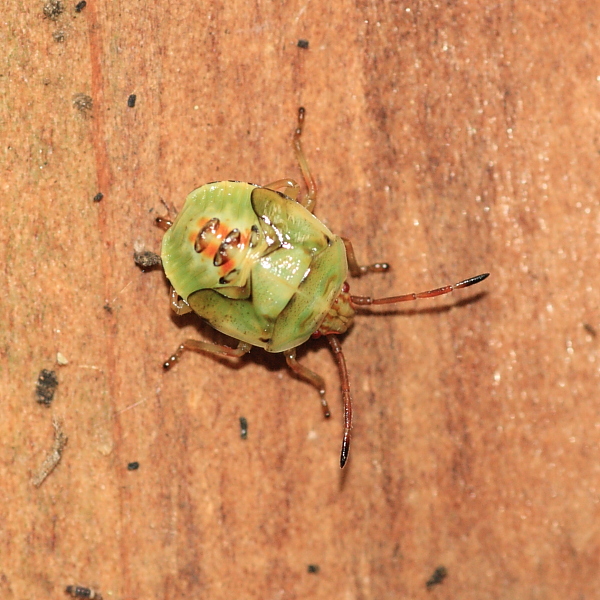 IMG_8510 Birch nymph.JPG